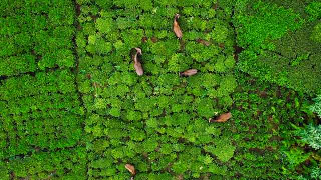 Coonoor tea estate landscape